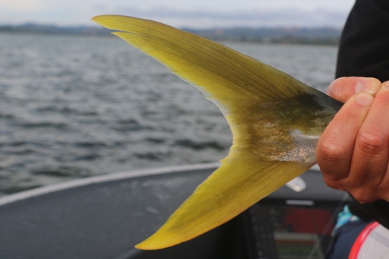 yellowtail kingfish, New Zealand flats fishing, salt fly